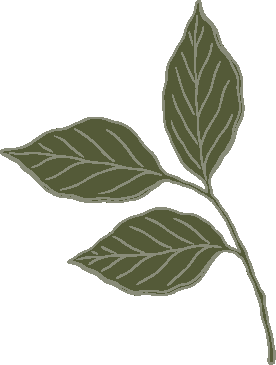 hoja