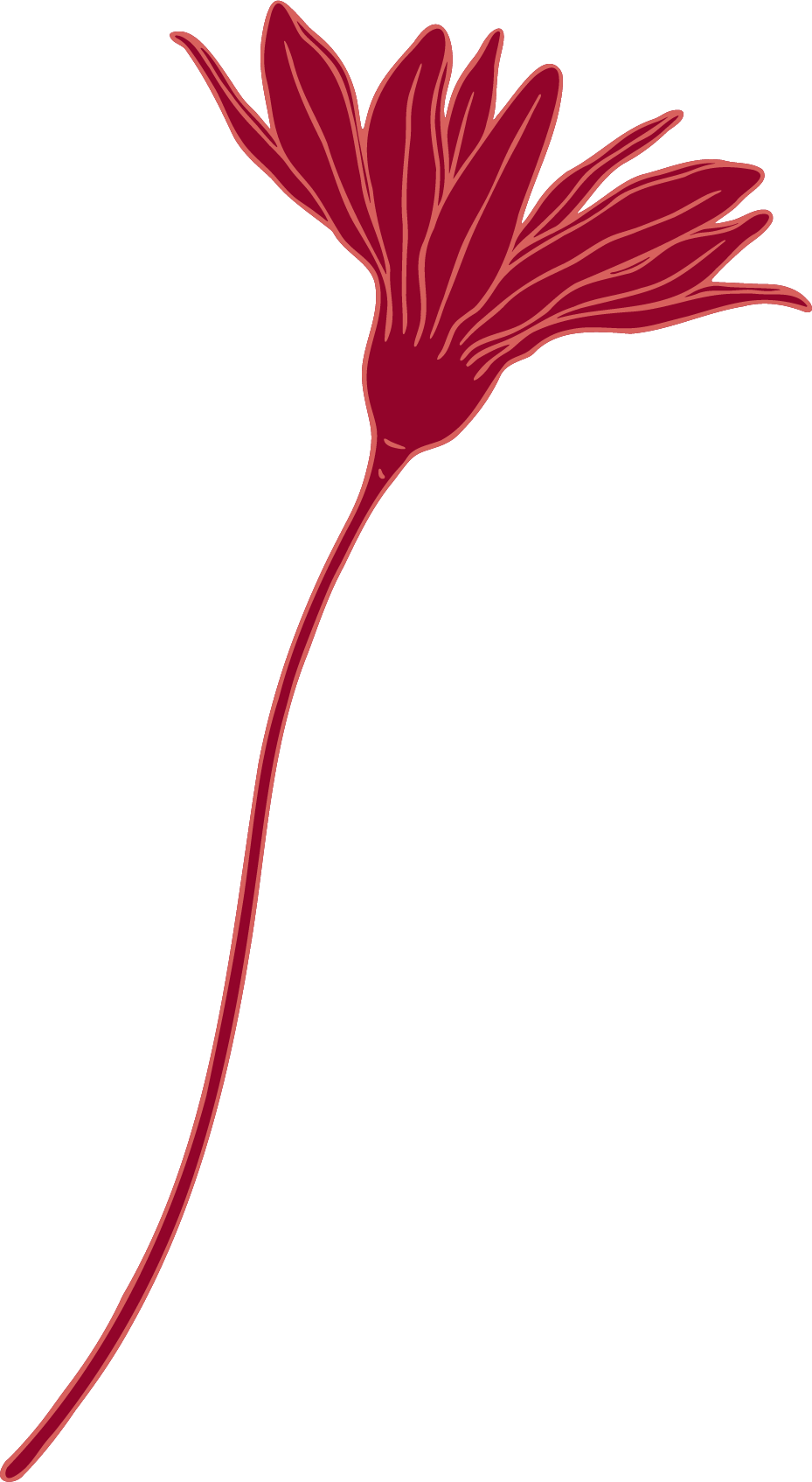 flor rosa